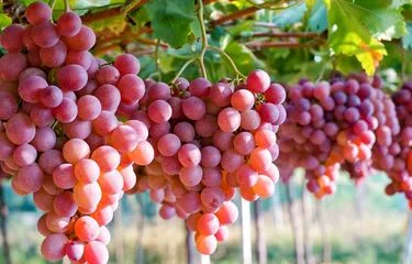 “Buah anggur merah yang tumbuh lebat setelah perawatan dan pemangkasan”