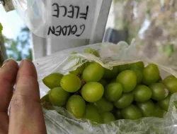 Perawatan Mingguan Tanaman Anggur Agar Tumbuh Optimal