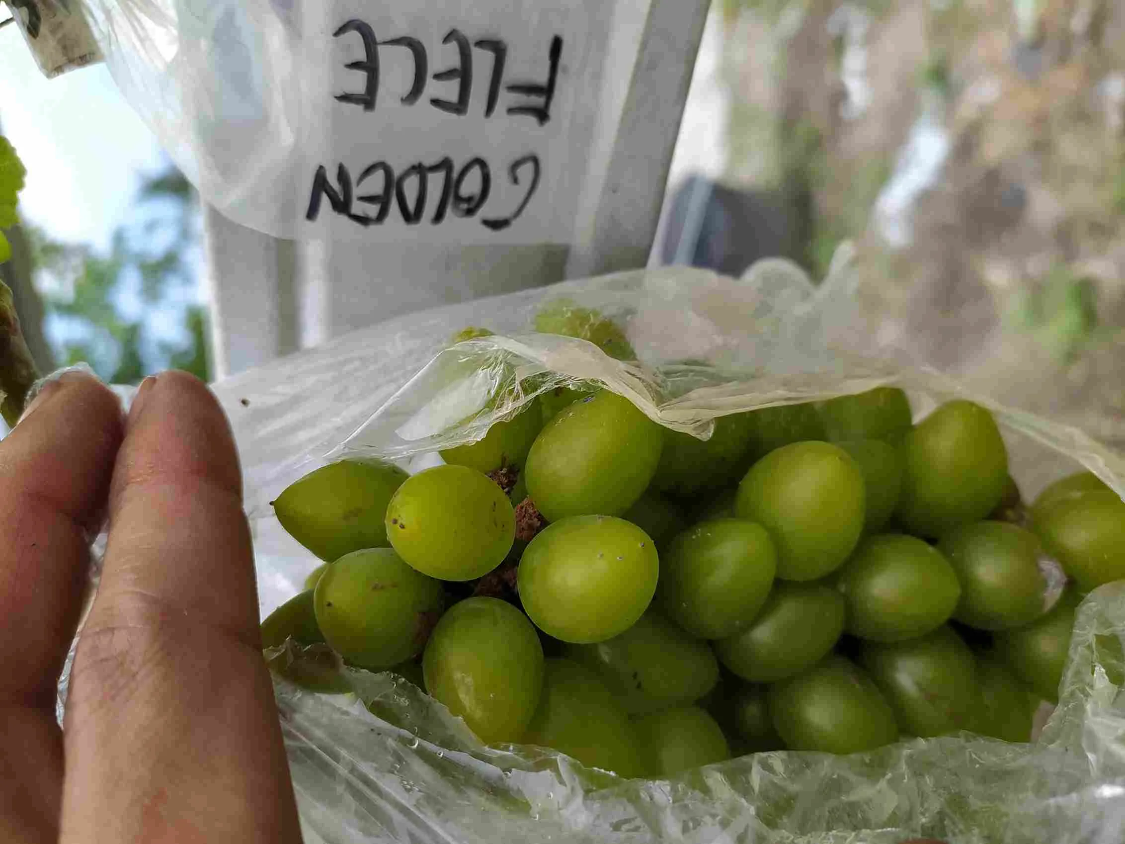 Buah anggur hijau varietas Golden Flece dalam kantong pelindung plastik agar terjaga dari hama dan hujan.