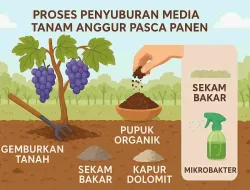 Proses Penyuburan Media Tanam Anggur Pasca Panen