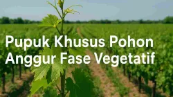 Pupuk Khusus Pohon Anggur Fase Vegetatif Untuk Panen Melimpah