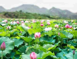 TERATAI: SI CANTIK YANG TUMBUH DARI LUMPUR