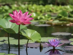 Teratai Dan Lotus, Apa Bedanya ?