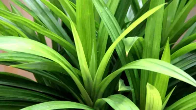 Daun pandan hijau segar dengan aroma khas, tumbuh subur dan sering digunakan sebagai bahan alami untuk masakan dan kesehatan tubuh.