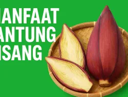 6 Jenis Manfaat Jantung Pisang Untuk Kesehatan