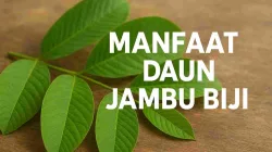 Daun jambu biji hijau segar di atas meja kayu dengan tulisan “Manfaat Daun Jambu Biji” untuk ilustrasi artikel kesehatan herbal alami.