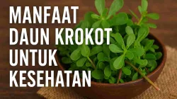 Daun krokot segar dalam mangkuk kayu di atas meja, tanaman herbal kaya omega-3 dan antioksidan alami.