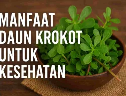 7 Macam Manfaat Daun Krokot Untuk Kesehatan & Cara Mengolahnya