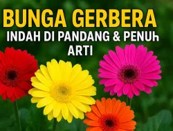 Bunga Gerbera, Indah Di Pandang & Penuh Arti