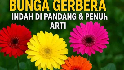 Empat bunga Gerbera berwarna merah, kuning, oranye, dan pink bermekaran di taman hijau dengan tulisan “Bunga Gerbera, Indah di Pandang & Penuh Arti”.