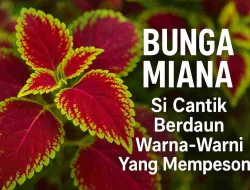 Bunga Miana: Si Cantik Berdaun Warna-Warni Yang Mempesona