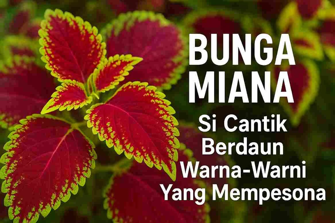 Bunga miana dengan daun merah dan hijau kekuningan yang mencolok, menampilkan keindahan warna-warni khas tanaman hias tropis.