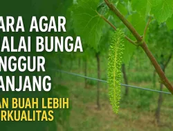 Cara Agar Malai Bunga Anggur Panjang Dan Buah Lebih Berkualitas