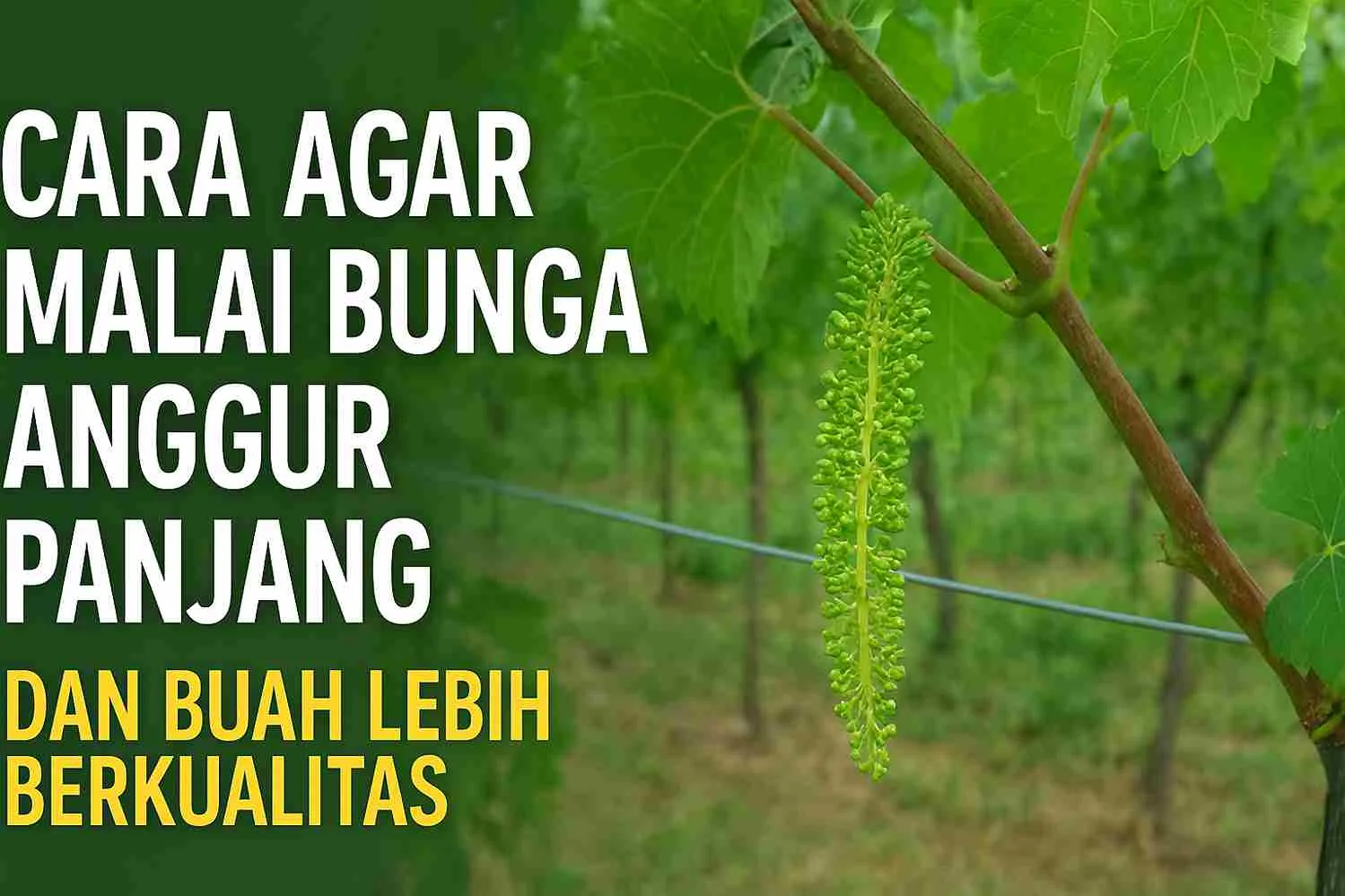 Pohon anggur dengan malai bunga panjang berwarna hijau di kebun anggur, menunjukkan teknik budidaya agar malai tumbuh panjang dan buah lebih berkualitas.
