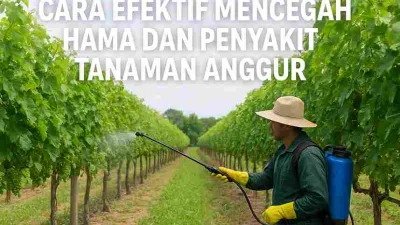 Petani sedang menyemprot tanaman anggur menggunakan alat semprot punggung di kebun hijau untuk mencegah hama dan penyakit tanaman.