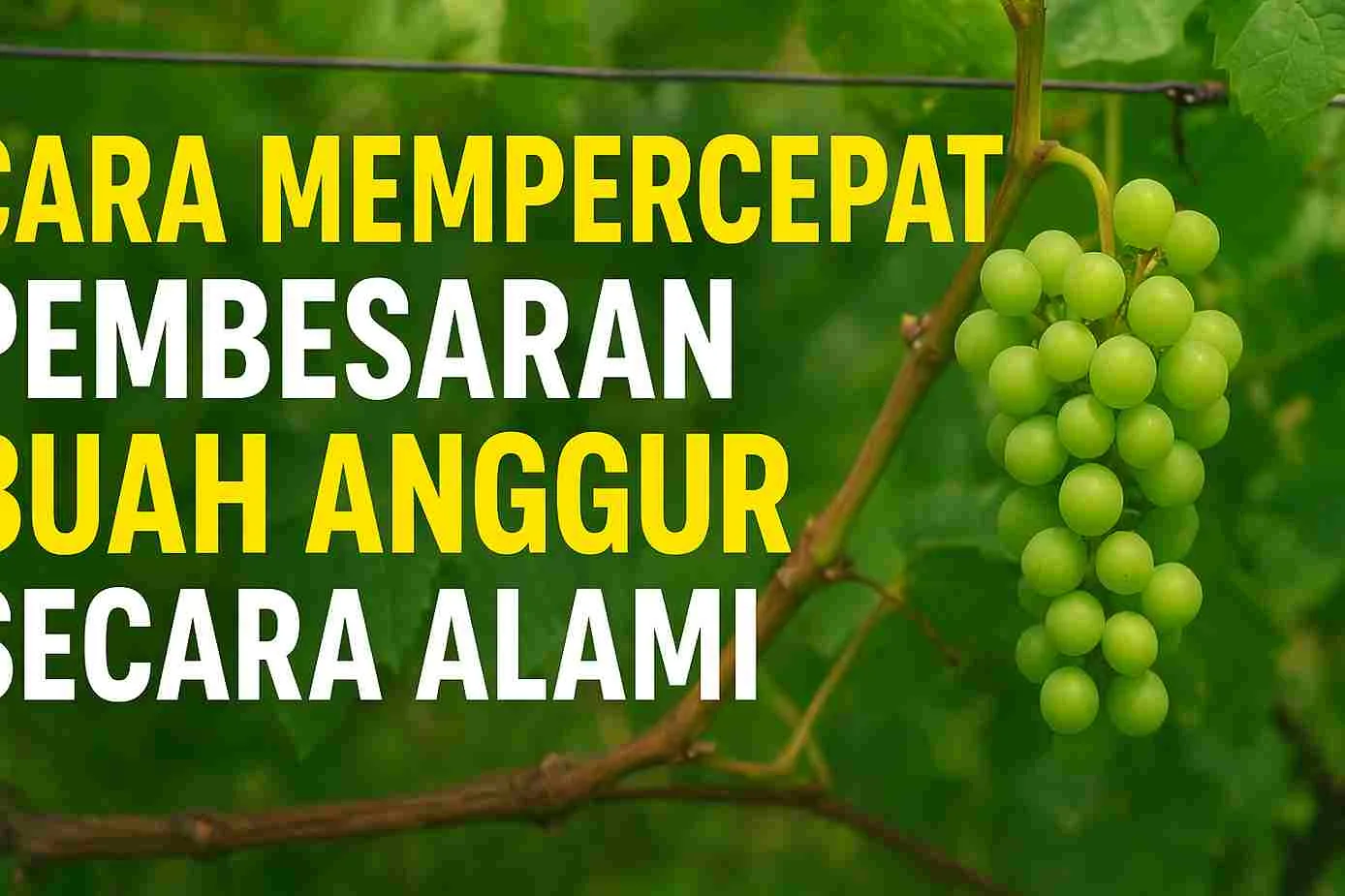 Tanaman anggur dengan buah yang sedang tumbuh besar di kebun, menunjukkan proses pembesaran buah secara alami dengan daun hijau yang sehat.