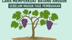 Cara Memperkuat Batang Anggur Sebelum Masuk Pembuahan