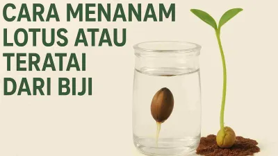 Ilustrasi cara menanam lotus atau teratai dari biji, menunjukkan biji lotus yang direndam dalam air dan bibit yang mulai tumbuh.