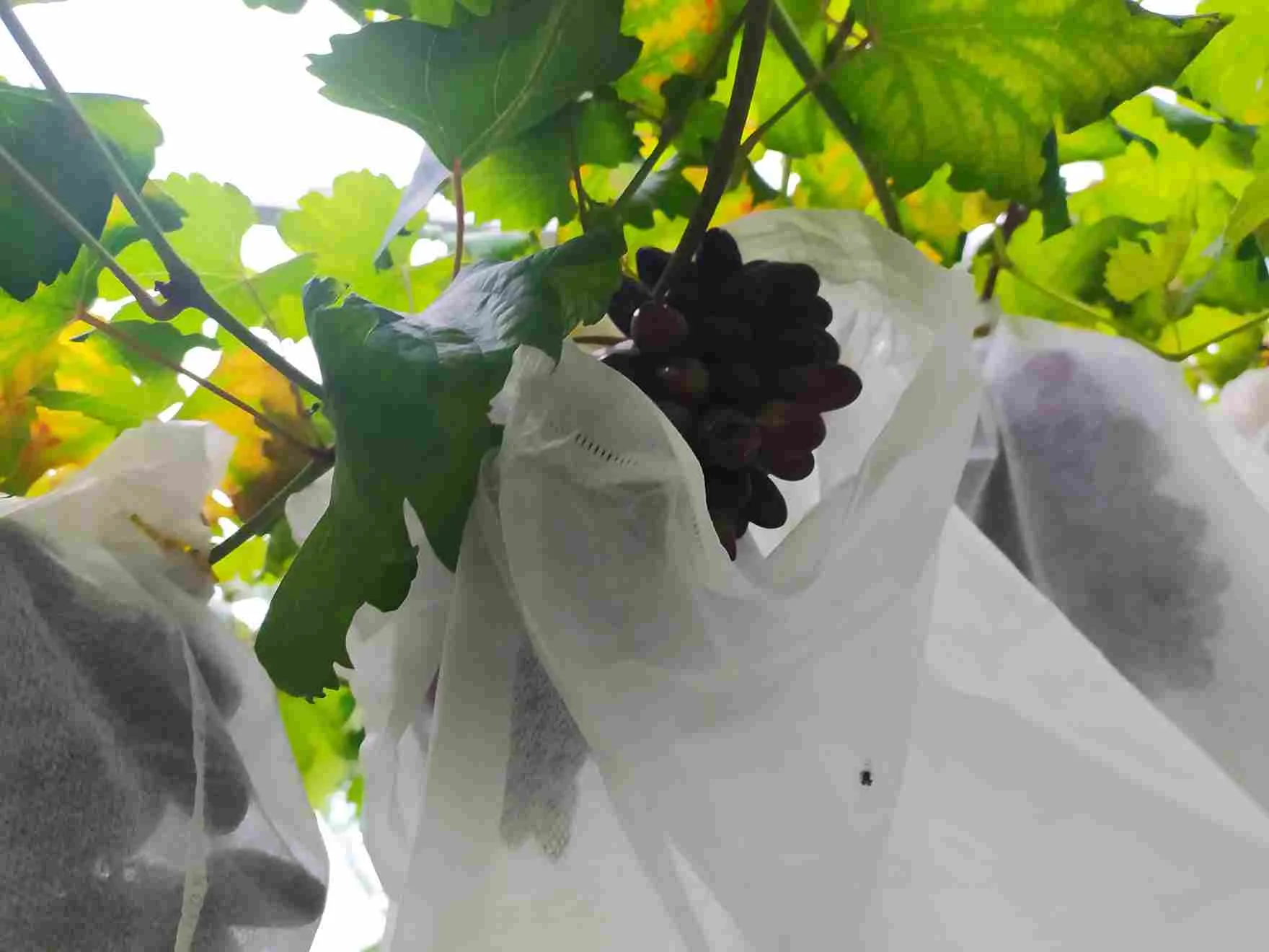 Tandan anggur Gozv berwarna ungu tua dibungkus pelindung jaring putih di kebun anggur tropis.