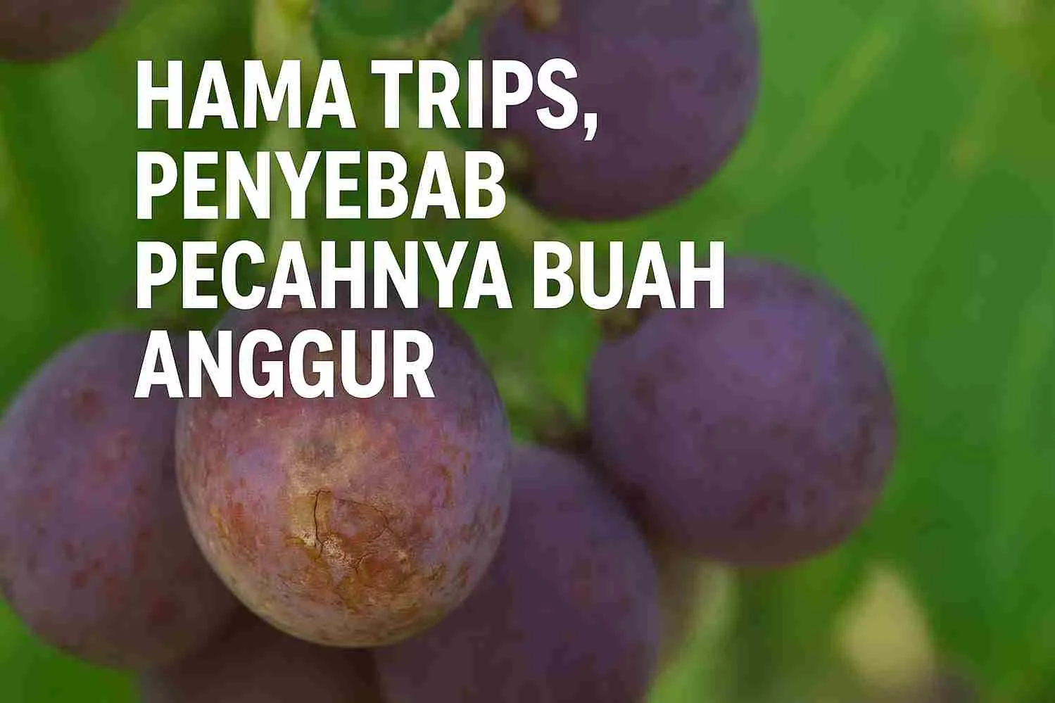 Buah anggur yang terserang hama trips dengan kulit pecah dan bercak kecokelatan akibat serangan serangga kecil.