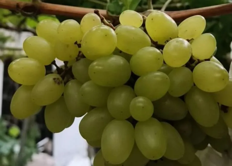 Tandan anggur Heliodor berwarna hijau kekuningan dengan buah besar dan seragam di pohon.