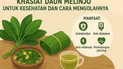 Ilustrasi khasiat daun melinjo untuk kesehatan dan cara mengolahnya, menampilkan daun melinjo segar, masakan daun melinjo, teh daun melinjo, serta daftar manfaatnya seperti antioksidan, anti-diabetes, anti-inflamasi, dan perlindungan jantung.