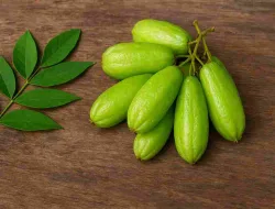 Manfaat Belimbing Wuluh Untuk Kesehatan & Asam Urat