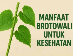 Manfaat Brotowali Untuk Kesehatan Dan Cara Konsumsinya
