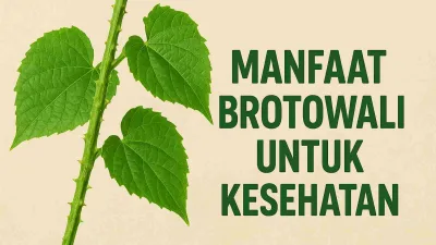 Tanaman brotowali dengan batang hijau bergerigi dan daun segar hijau tua, disertai tulisan “Manfaat Brotowali untuk Kesehatan” di latar belakang krem.