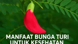 Manfaat Bunga Turi Untuk Kesehatan Dan Cara Mengolahnya