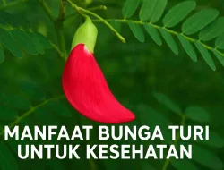 Manfaat Bunga Turi Untuk Kesehatan Dan Cara Mengolahnya