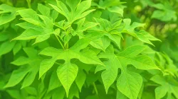 Daun insulin segar berwarna hijau cerah dengan bentuk bergerigi khas tanaman herbal penurun gula darah.