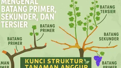 Ilustrasi struktur batang primer, sekunder, dan tersier pada tanaman anggur dengan label penjelasan yang mudah dipahami.