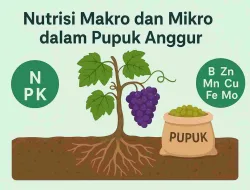 Nutrisi Makro Dan Mikro Yang Wajib Ada Dalam Pupuk Anggur