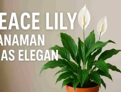 Peace Lily: Tanaman Hias Dan Elegan Dengan Banyak Manfaat