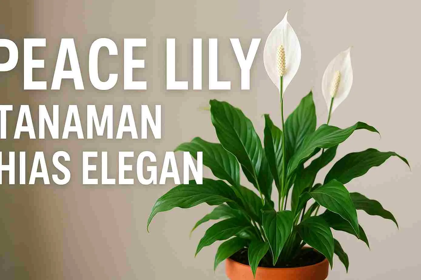 Tanaman peace lily (Spathiphyllum) berbunga putih elegan dalam pot tanah liat di dalam ruangan.