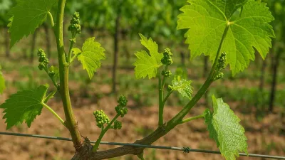 batang sekunder dan tersier anggur yang tumbuh subur di kebun dengan daun hijau dan calon bunga sehat