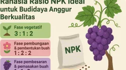 Ilustrasi infografik rasio NPK ideal untuk budidaya tanaman anggur di tiap fase pertumbuhan, lengkap dengan gambar tanaman anggur dan pupuk NPK.