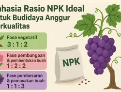 Rahasia Rasio NPK Yang Ideal Untuk Budidaya Anggur Berkualitas