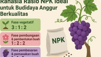 Ilustrasi infografik rasio NPK ideal untuk budidaya tanaman anggur di tiap fase pertumbuhan, lengkap dengan gambar tanaman anggur dan pupuk NPK.