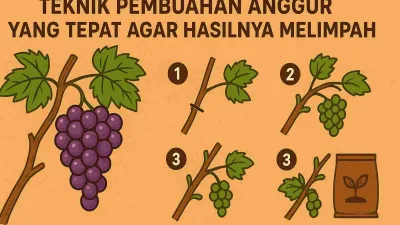 Ilustrasi teknik pembuahan anggur yang tepat agar hasil panen melimpah, menampilkan tahapan pemangkasan, pertumbuhan tunas baru, dan pemupukan generatif.