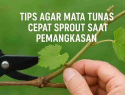 Tips Agar Mata Tunas Pohon Anggur Cepat Sprout Saat Pemangkasan