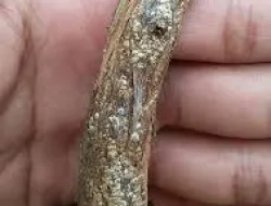 Tips Mengatasi Kutu Perisai Pada Pohon Anggur