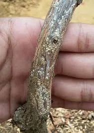 Batang pohon anggur terserang hama kutu perisai.