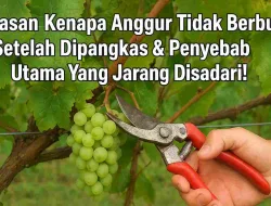 5 Alasan Kenapa Anggur Tidak Berbuah Setelah Dipangkas & Penyebab Utama Yang Jarang Disadari!