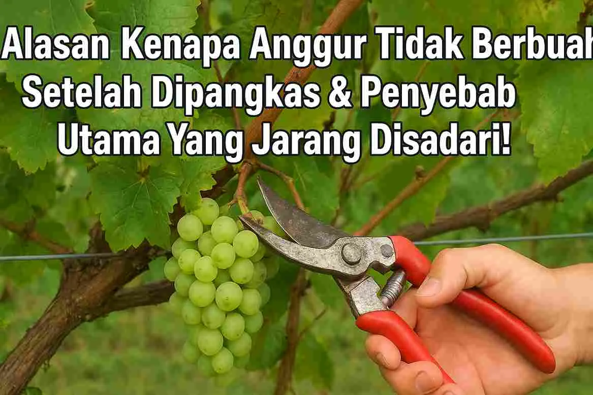 Foto tangan memegang gunting pangkas sedang memangkas pohon anggur dengan latar dedaunan hijau, serta tulisan judul artikel '5 Alasan Kenapa Anggur Tidak Berbuah Setelah Dipangkas & Penyebab Utama Yang Jarang Disadari!' di bagian atas.
