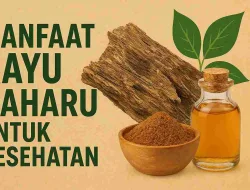 6 Manfaat Kayu Gaharu Untuk Kesehatan Yang Jarang Diketahui
