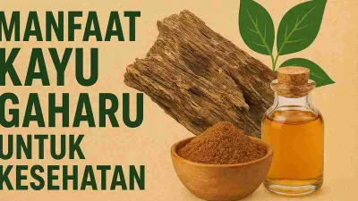 Ilustrasi kayu gaharu, bubuk gaharu, dan minyak gaharu dalam botol kecil dengan latar warna alami, mewakili manfaat gaharu untuk kesehatan.