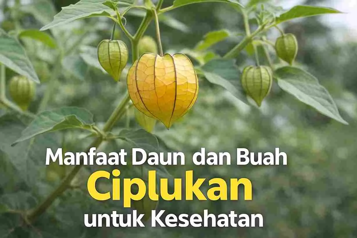 Buah ciplukan matang berwarna kuning dengan kelopak seperti lampion, tumbuh di tanaman hijau sebagai ilustrasi manfaat ciplukan untuk kesehatan.