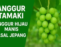 Anggur Tamaki! Jenis Anggur Hijau Manis Asal Jepang Yang Mudah Dibudidayakan